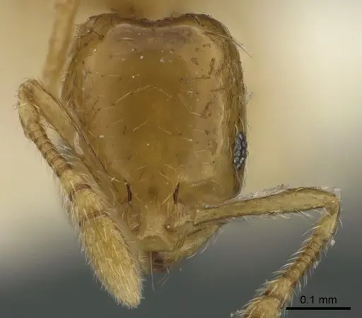 Monomorium exiguum specimen