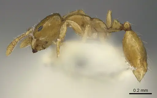 Monomorium exiguum specimen