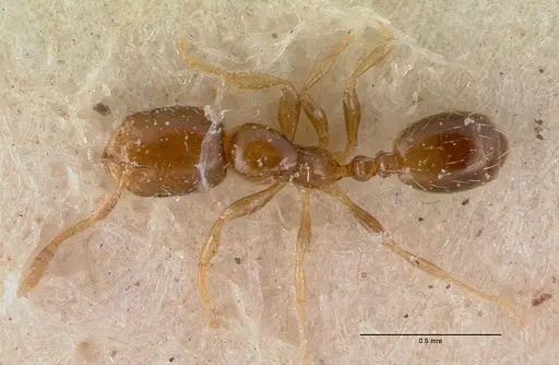 Monomorium exiguum - CASENT0010762