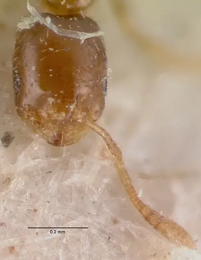 Monomorium exiguum - CASENT0010762