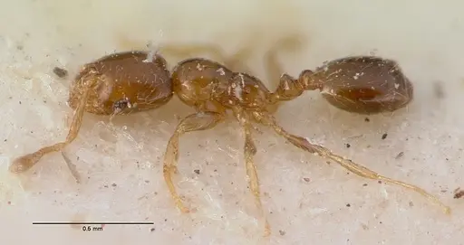 Monomorium exiguum - CASENT0010762