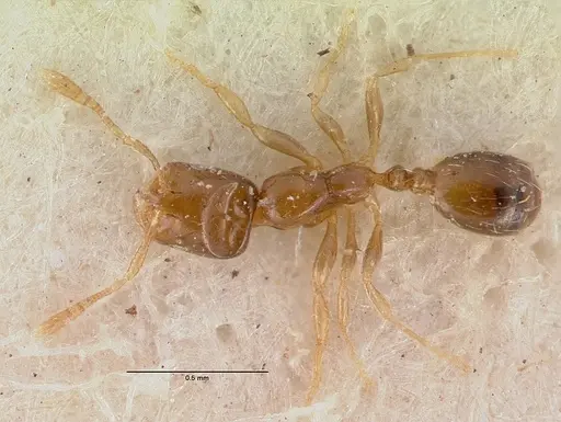 Monomorium exiguum - CASENT0010763