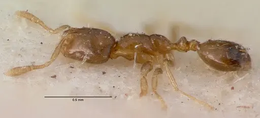 Monomorium exiguum - CASENT0010763