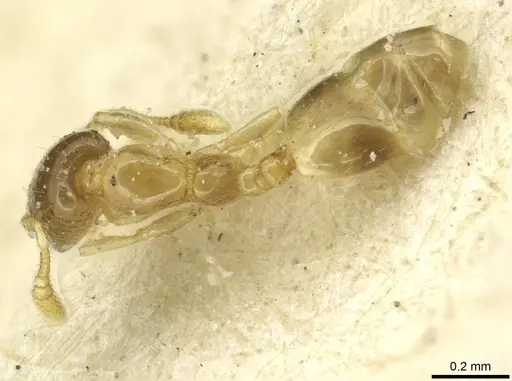 Monomorium exiguum - CASENT0010878