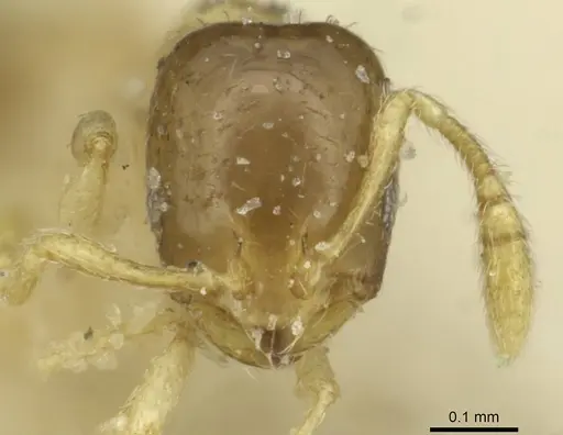 Monomorium exiguum - CASENT0010878
