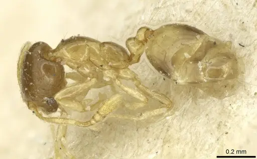 Monomorium exiguum - CASENT0010878