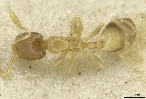 Monomorium exiguum - CASENT0010879