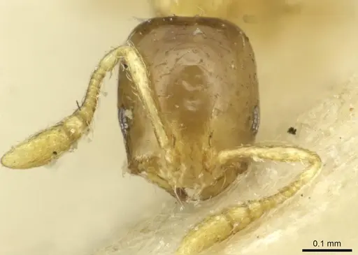 Monomorium exiguum - CASENT0010879
