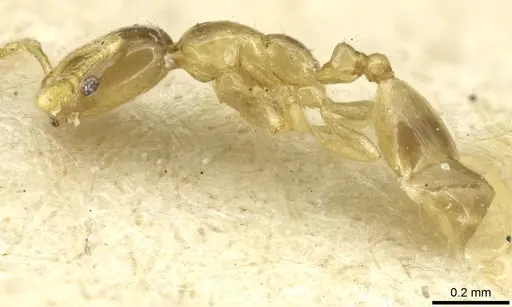 Monomorium exiguum - CASENT0010879