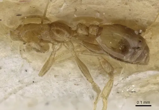 Monomorium exiguum - CASENT0010880