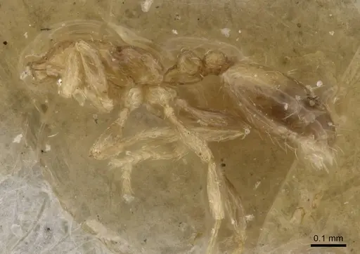 Monomorium exiguum - CASENT0010880