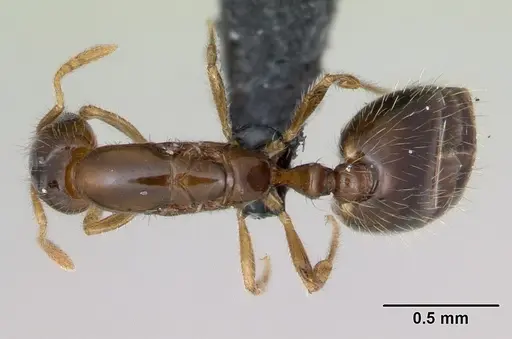 Monomorium exiguum - CASENT0027163