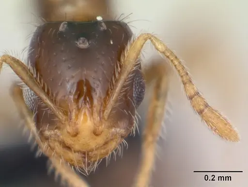 Monomorium exiguum - CASENT0027163