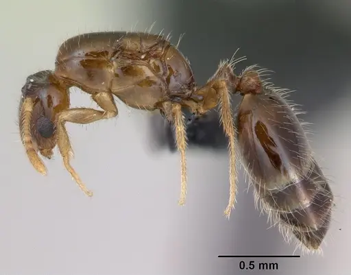 Monomorium exiguum - CASENT0027163
