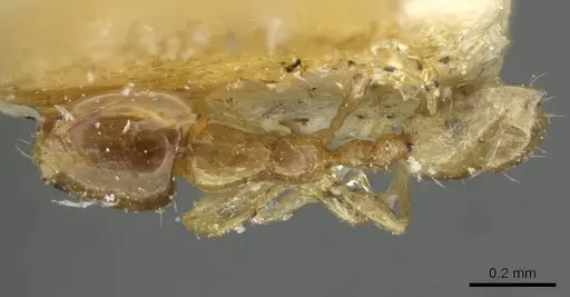 Monomorium exiguum - CASENT0101586