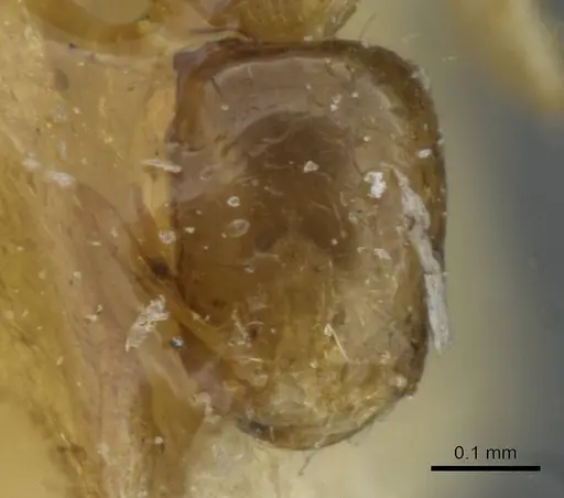 Monomorium exiguum - CASENT0101586