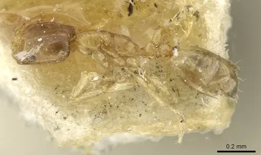 Monomorium exiguum - CASENT0101586