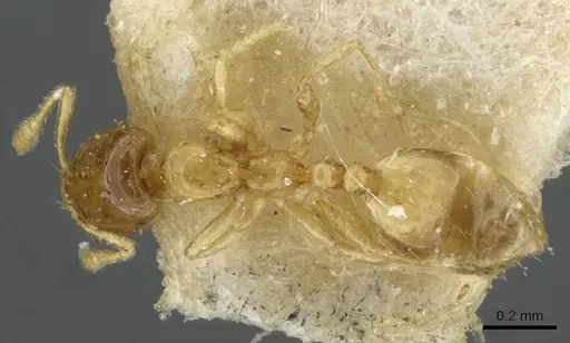 Monomorium exiguum - CASENT0101592