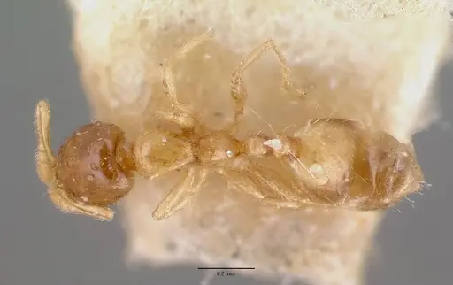 Monomorium exiguum - CASENT0101592