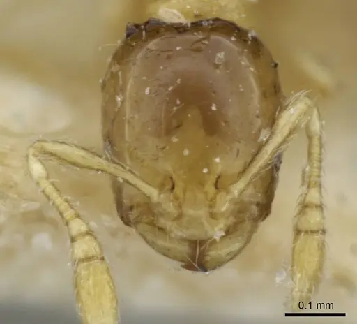 Monomorium exiguum - CASENT0101592