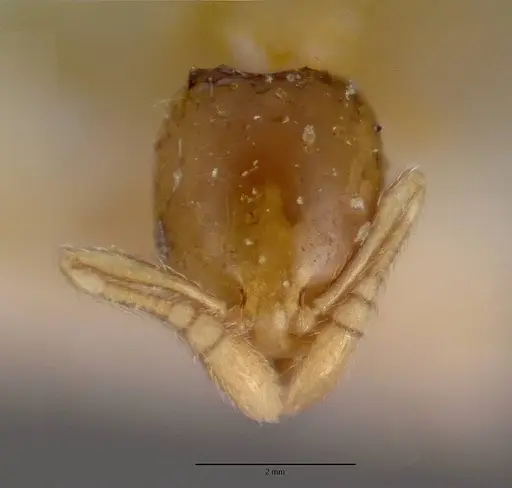 Monomorium exiguum - CASENT0101592