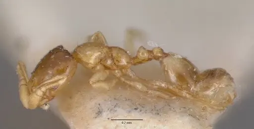Monomorium exiguum - CASENT0101592