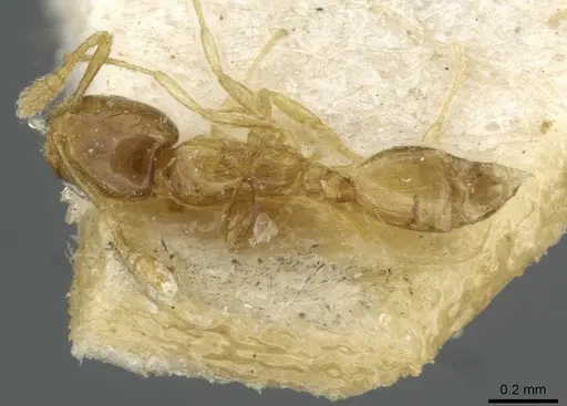 Monomorium exiguum - CASENT0101743