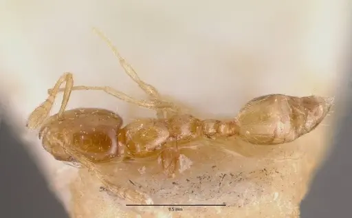 Monomorium exiguum - CASENT0101743