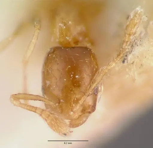 Monomorium exiguum - CASENT0101743