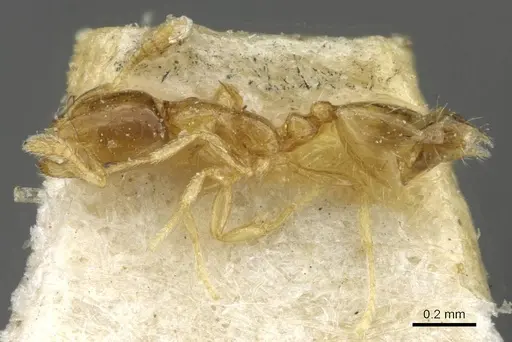 Monomorium exiguum - CASENT0101743