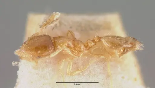 Monomorium exiguum - CASENT0101743