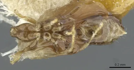 Monomorium exiguum - CASENT0101853