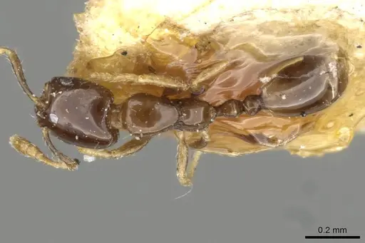 Monomorium exiguum - CASENT0101870