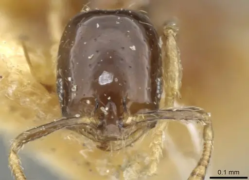 Monomorium exiguum - CASENT0101870