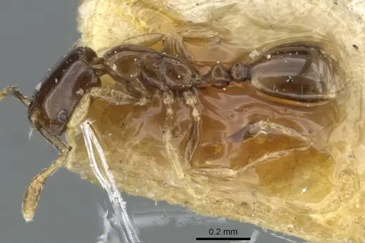 Monomorium exiguum - CASENT0101870