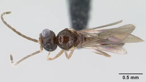 Monomorium exiguum - CASENT0135614