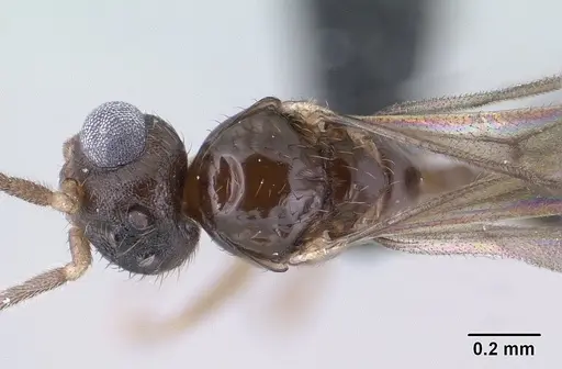 Monomorium exiguum - CASENT0135614