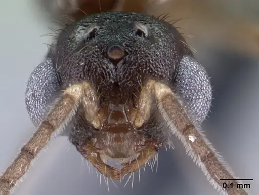Monomorium exiguum - CASENT0135614