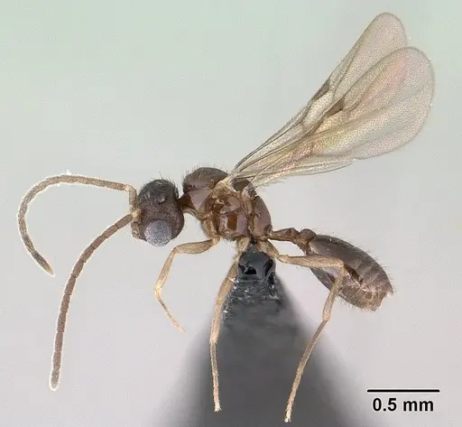 Monomorium exiguum - CASENT0135614