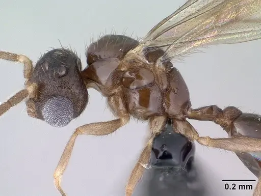 Monomorium exiguum - CASENT0135614