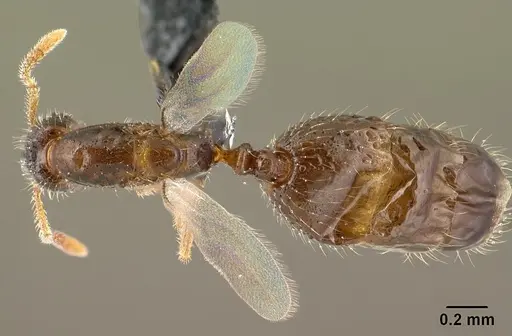 Monomorium exiguum - CASENT0135739