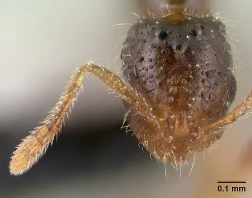 Monomorium exiguum - CASENT0135739