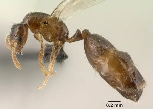 Monomorium exiguum - CASENT0135739