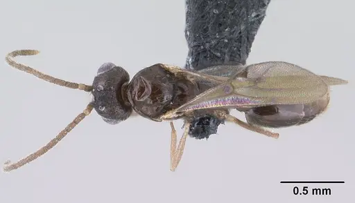 Monomorium exiguum - CASENT0144939