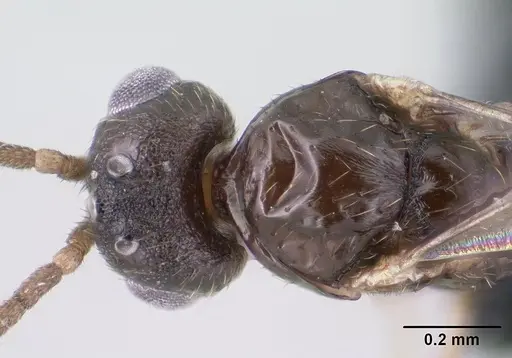 Monomorium exiguum - CASENT0144939