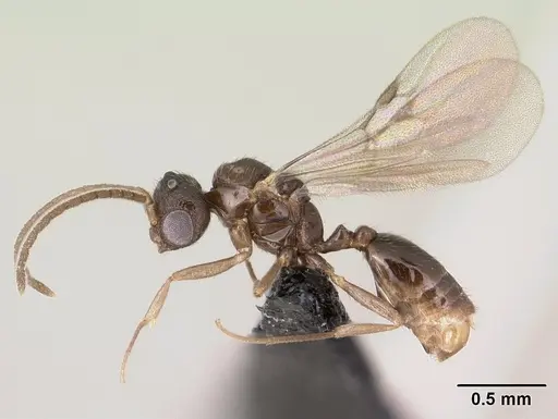 Monomorium exiguum - CASENT0144939