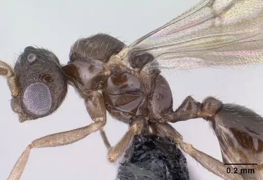 Monomorium exiguum - CASENT0144939