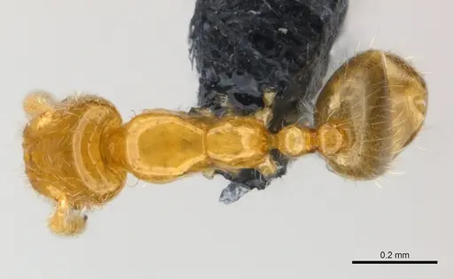 Monomorium exiguum - CASENT0148842