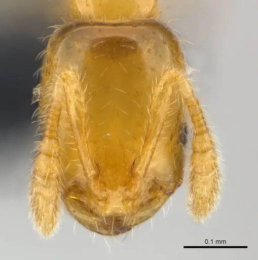 Monomorium exiguum - CASENT0148842