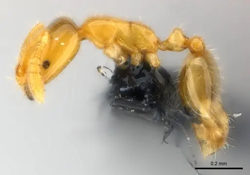 Monomorium exiguum - CASENT0148842